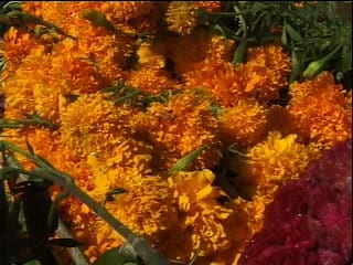 Cempazuchil Flower orange marygold flower used to decorate during the Day of the Dead celebrations