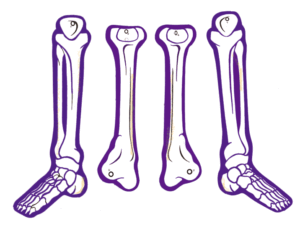 Legs & Feet Piernas y Pies